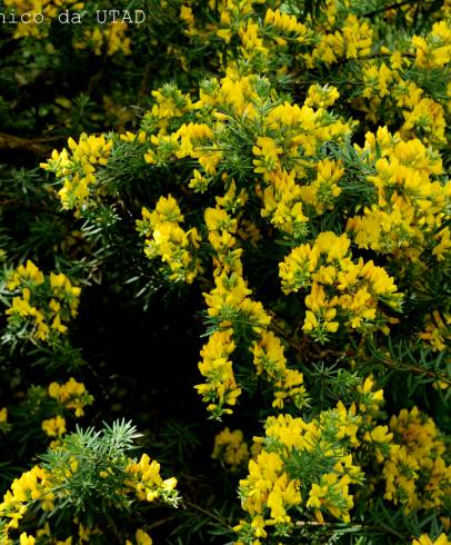 Fotografia de capa Teline linifolia - do Jardim Botânico