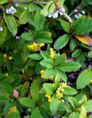 Berberis julianae