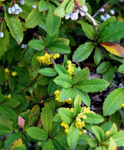 Fotografia de capa Berberis julianae - do Jardim Botânico