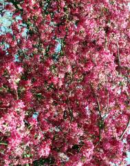 Malus x purpurea