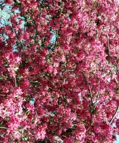 Fotografia da espécie Malus x purpurea