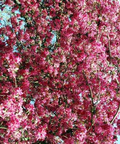 Fotografia de capa Malus x purpurea - do Jardim Botânico