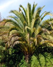 Fotografia da espécie Phoenix canariensis