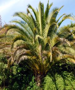 Fotografia da espécie Phoenix canariensis