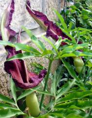 Dracunculus vulgaris