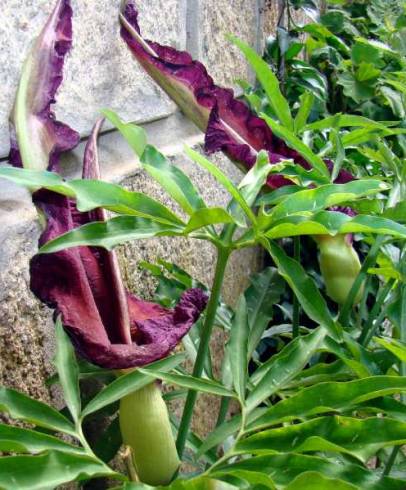 Fotografia de capa Dracunculus vulgaris - do Jardim Botânico