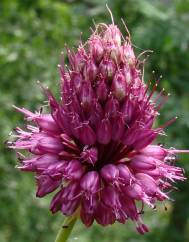 Allium sphaerocephalon