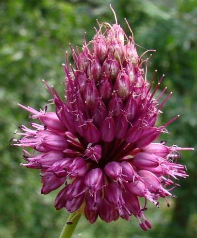 Fotografia de capa Allium sphaerocephalon - do Jardim Botânico