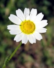 Fotografia da espécie Chamaemelum nobile