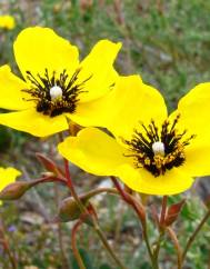 Tuberaria globulariifolia