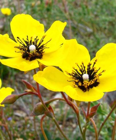 Fotografia de capa Tuberaria globulariifolia - do Jardim Botânico