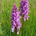 Fotografia 3 da espécie Dactylorhiza caramulensis do Jardim Botânico UTAD