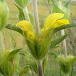 Fotografia 1 da espécie Phlomis lychnitis do Jardim Botânico UTAD