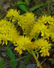 Fotografia da espécie Sedum amplexicaule