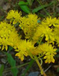 Sedum amplexicaule