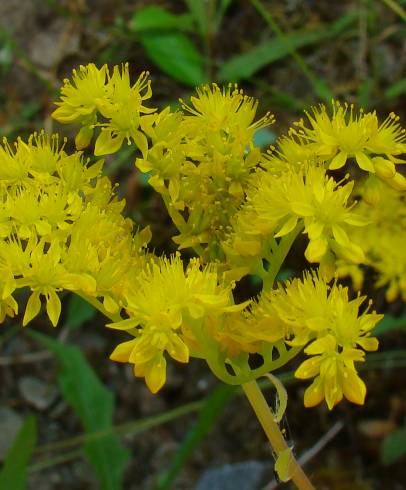 Fotografia de capa Sedum amplexicaule - do Jardim Botânico