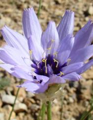 Catananche caerulea