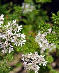 Fotografia da espécie Coriandrum sativum