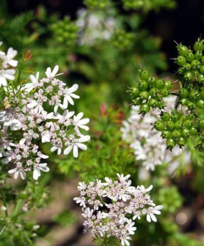 Fotografia de capa Coriandrum sativum - do Jardim Botânico