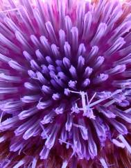 Cynara cardunculus