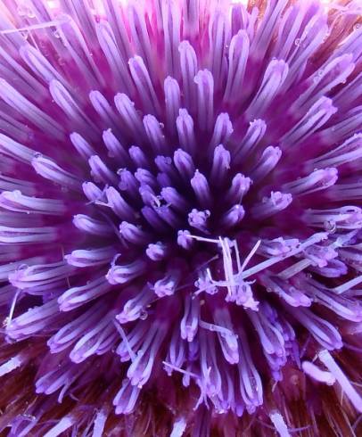 Fotografia de capa Cynara cardunculus - do Jardim Botânico