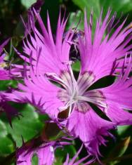 Fotografia da espécie Dianthus hyssopifolius subesp. hyssopifolius