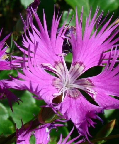 Fotografia de capa Dianthus hyssopifolius subesp. hyssopifolius - do Jardim Botânico