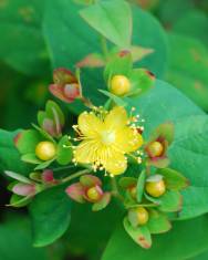 Fotografia da espécie Hypericum androsaemum