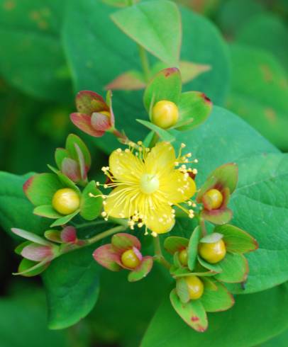 Fotografia de capa Hypericum androsaemum - do Jardim Botânico