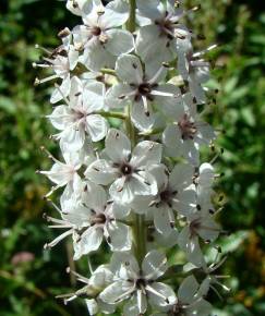 Fotografia da espécie Lysimachia ephemerum