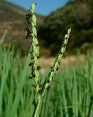 Fotografia da espécie Paspalum paspalodes