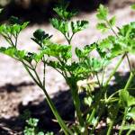 Fotografia 1 da espécie Petroselinum crispum do Jardim Botânico UTAD