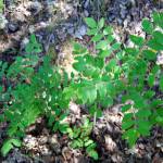 Fotografia 5 da espécie Rhus coriaria do Jardim Botânico UTAD