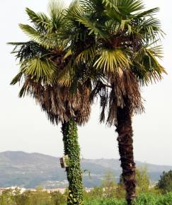 Fotografia da espécie Trachycarpus fortunei