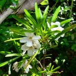 Fotografia 1 da espécie Choisya ternata var. aztec do Jardim Botânico UTAD