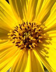 Helianthus tuberosus