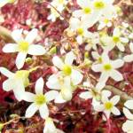 Fotografia 1 da espécie Saxifraga fragosoi do Jardim Botânico UTAD