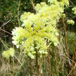 Fotografia 1 da espécie Sedum sediforme do Jardim Botânico UTAD