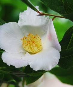 Fotografia da espécie Camellia reticulata