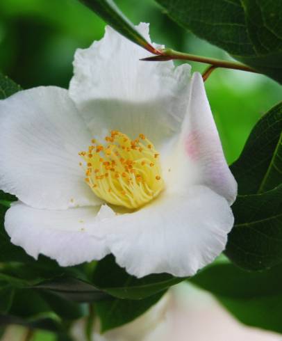 Fotografia de capa Camellia reticulata - do Jardim Botânico