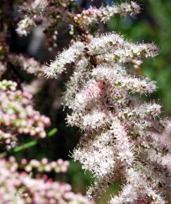 Fotografia da espécie Tamarix parviflora