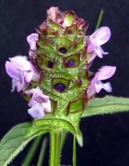 Prunella vulgaris