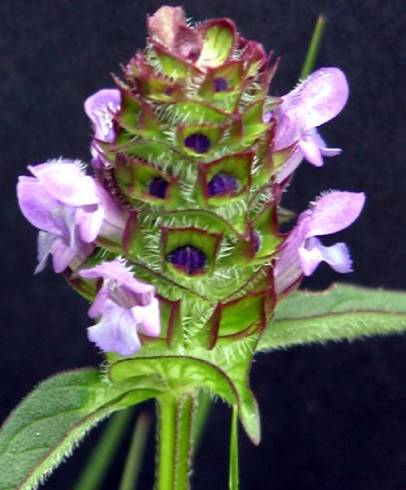 Fotografia de capa Prunella vulgaris - do Jardim Botânico