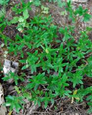 Fotografia da espécie Helianthemum asperum