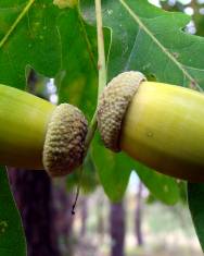 Fotografia da espécie Quercus robur