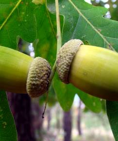 Fotografia da espécie Quercus robur