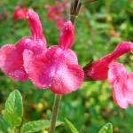 Fotografia 1 da espécie Salvia coccinea do Jardim Botânico UTAD