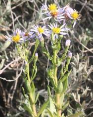 Fotografia da espécie Aster tripolium subesp. pannonicus