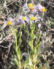 Aster tripolium subesp. pannonicus