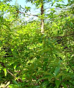 Fotografia da espécie Quercus castaneifolia